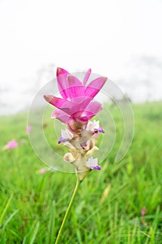 Amazing landscapeÃ‚Â . krachiew flowers and Green meadow and tree and flower in the forest and fog